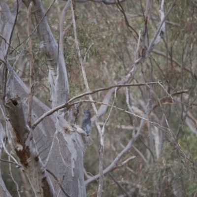 Callocephalon fimbriatum (Gang-gang Cockatoo) at GG10 - 15 Dec 2019 by robynkirrily