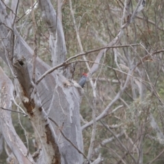 Callocephalon fimbriatum at Acton, ACT - 15 Dec 2019