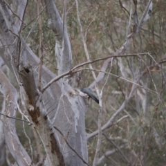 Callocephalon fimbriatum at Acton, ACT - suppressed
