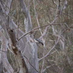 Callocephalon fimbriatum at Acton, ACT - 15 Dec 2019