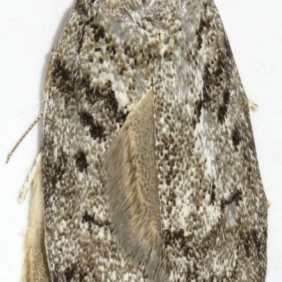 Philobota philostaura (A Concealer moth (Philobota group)) at Kambah, ACT - 16 Dec 2019 by Marthijn