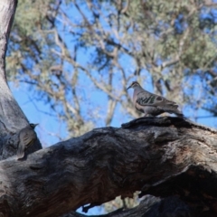 Phaps chalcoptera (Common Bronzewing) at Red Hill Nature Reserve - 15 Dec 2019 by LisaH