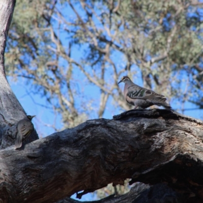 Phaps chalcoptera (Common Bronzewing) at Red Hill Nature Reserve - 15 Dec 2019 by LisaH