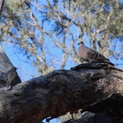 Phaps chalcoptera at Hughes, ACT - 16 Dec 2019 07:37 AM