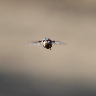 Rutilia sp. (genus) (A Rutilia bristle fly, subgenus unknown) at Red Hill Nature Reserve - 14 Dec 2019 by LisaH