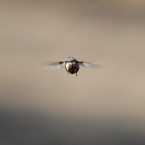 Rutilia sp. (genus) at Hughes, ACT - 15 Dec 2019