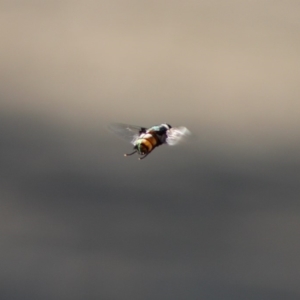 Rutilia sp. (genus) at Hughes, ACT - 15 Dec 2019 08:18 AM