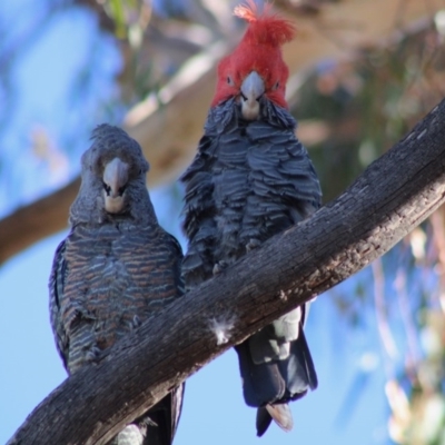 Callocephalon fimbriatum (Gang-gang Cockatoo) at Hughes, ACT - 15 Dec 2019 by LisaH