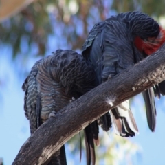 Callocephalon fimbriatum at Hughes, ACT - 16 Dec 2019