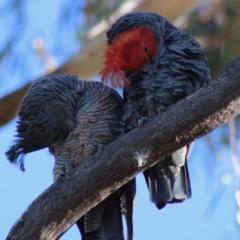 Callocephalon fimbriatum at Hughes, ACT - 16 Dec 2019