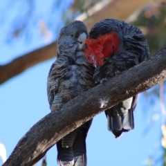 Callocephalon fimbriatum at Hughes, ACT - suppressed