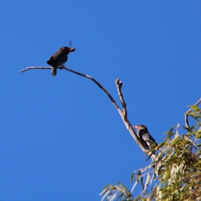 Eurystomus orientalis (Dollarbird) at Red Hill to Yarralumla Creek - 15 Dec 2019 by LisaH