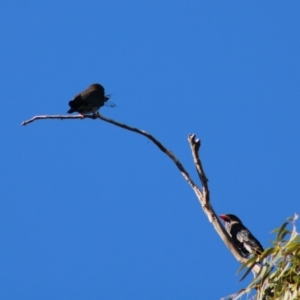 Eurystomus orientalis at Hughes, ACT - 16 Dec 2019