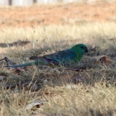 Psephotus haematonotus (Red-rumped Parrot) at Hughes, ACT - 15 Dec 2019 by LisaH