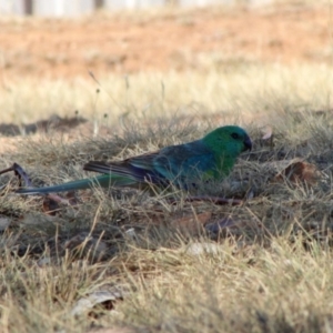 Psephotus haematonotus at Hughes, ACT - 15 Dec 2019 08:38 AM