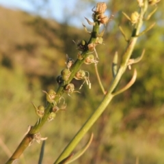 Stackhousia monogyna (Creamy Candles) at Gigerline Nature Reserve - 11 Nov 2019 by michaelb