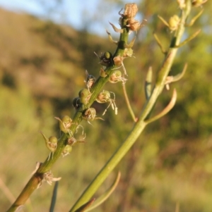 Stackhousia monogyna at Tennent, ACT - 11 Nov 2019