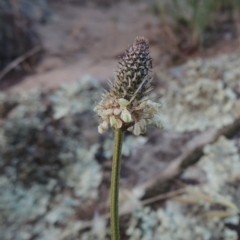 Plantago lanceolata (Ribwort Plantain, Lamb's Tongues) at Gigerline Nature Reserve - 11 Nov 2019 by michaelb