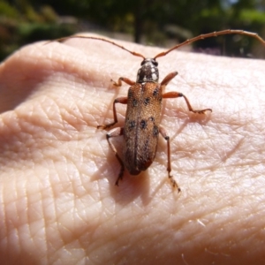 Strongylurus thoracicus at Tathra Public School - 16 Dec 2019