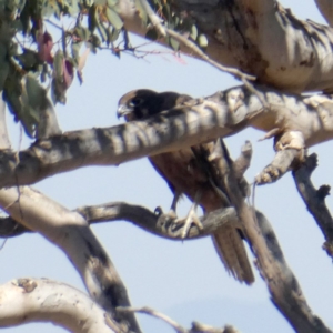 Falco berigora at Googong, NSW - 16 Dec 2019