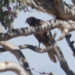 Falco berigora at Googong, NSW - 16 Dec 2019 10:33 AM