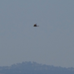 Falco berigora at Googong, NSW - 16 Dec 2019