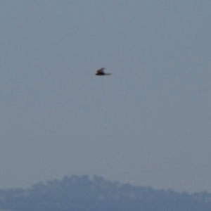 Falco berigora at Googong, NSW - 16 Dec 2019