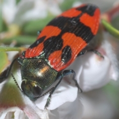 Castiarina delectabilis (A jewel beetle) at Uriarra, NSW - 15 Dec 2019 by Harrisi