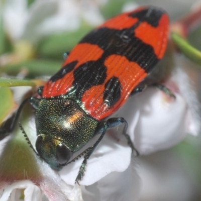 Castiarina delectabilis (A jewel beetle) at Uriarra, NSW - 15 Dec 2019 by Harrisi