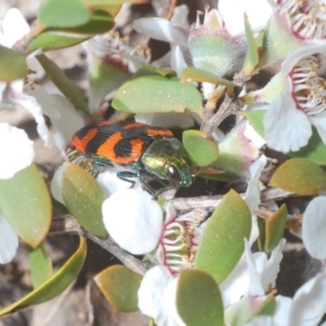 Castiarina delectabilis at Uriarra, NSW - 15 Dec 2019