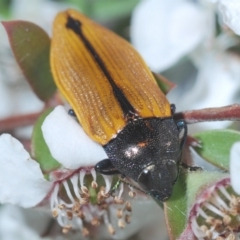 Castiarina subpura (A jewel beetle) at Cotter River, ACT - 15 Dec 2019 by Harrisi