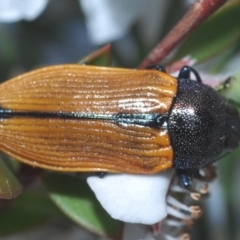 Castiarina subpura at Cotter River, ACT - 15 Dec 2019 11:29 PM