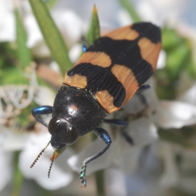 Castiarina thomsoni (A jewel beetle) at Namadgi National Park - 15 Dec 2019 by Harrisi