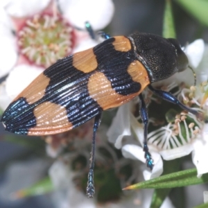 Castiarina thomsoni at Cotter River, ACT - 15 Dec 2019