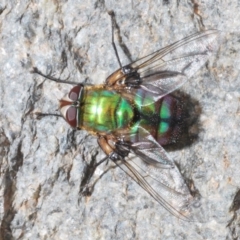 Rutilia (Chrysorutilia) formosa (A Bristle fly) at Cotter River, ACT - 15 Dec 2019 by Harrisi