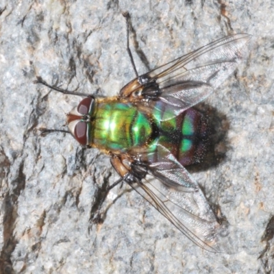 Rutilia (Chrysorutilia) formosa (A Bristle fly) at Namadgi National Park - 15 Dec 2019 by Harrisi