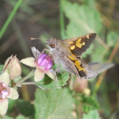 Trapezites phigalioides (Montane Ochre) at Brindabella, NSW - 15 Dec 2019 by Harrisi