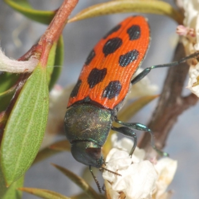 Castiarina octomaculata (A jewel beetle) at Namadgi National Park - 10 Dec 2019 by Harrisi