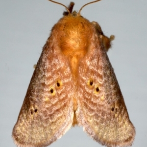 Doratifera quadriguttata and casta at Ainslie, ACT - 15 Dec 2019