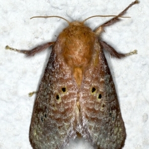 Doratifera quadriguttata and casta at Ainslie, ACT - 15 Dec 2019