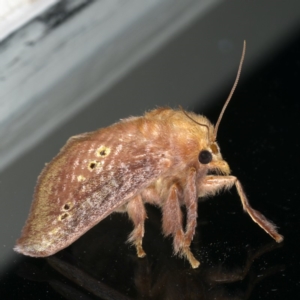 Doratifera quadriguttata and casta at Ainslie, ACT - 15 Dec 2019