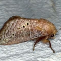 Doratifera quadriguttata and casta at Ainslie, ACT - 15 Dec 2019