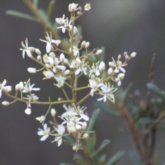 Bursaria spinosa (Native Blackthorn, Sweet Bursaria) at Gundaroo, NSW - 13 Jan 2019 by Gunyijan