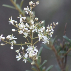 Bursaria spinosa at Gundaroo, NSW - 13 Jan 2019