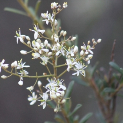 Bursaria spinosa (Native Blackthorn, Sweet Bursaria) at Gundaroo, NSW - 12 Jan 2019 by Gunyijan