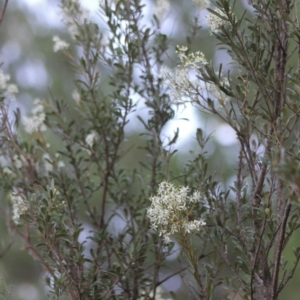 Bursaria spinosa at Gundaroo, NSW - 13 Jan 2019