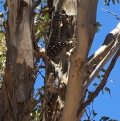 Varanus varius (Lace Monitor) at Gang Gang at Yass River - 16 Dec 2019 by SueMcIntyre