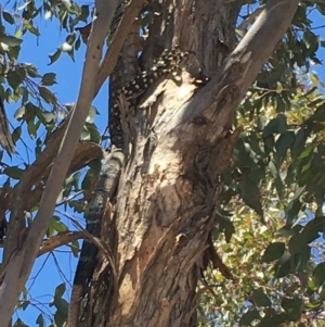 Varanus varius at Yass River, NSW - 16 Dec 2019