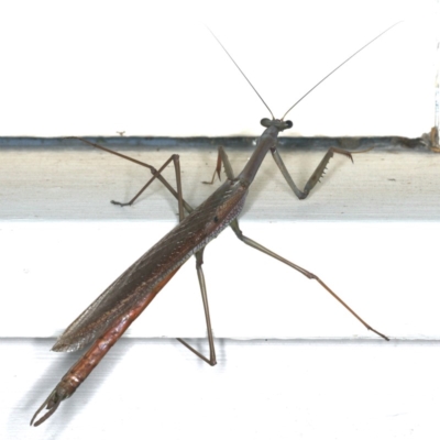 Archimantis latistyla (Stick Mantis, Large Brown Mantis) at Ainslie, ACT - 15 Dec 2019 by jbromilow50