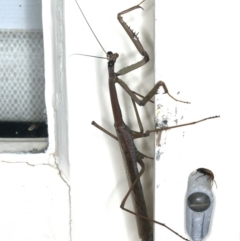 Archimantis latistyla at Ainslie, ACT - 15 Dec 2019